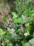 Foamflower (Tiarella trifoliata)
