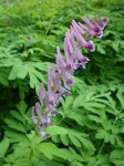 Scouler’s Corydalis