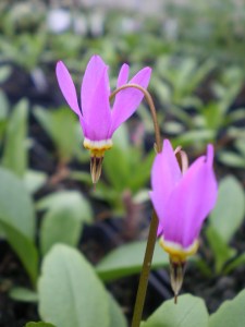 Pretty Shootingstar-DodecatheonPulchellum