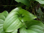 Wild Lily-of-the-Valley-MaianthemumDilatatum