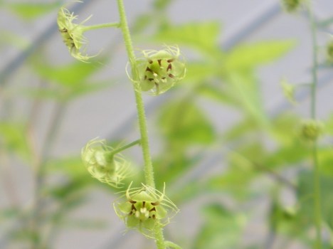 IMGP5121Mitella caulescens cropped