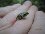 Juvenile Chorus frog with tail on hand Par.Lk.&nbsp;0810