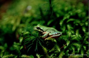 Pacific Chorus Frog-BrianBodenbach