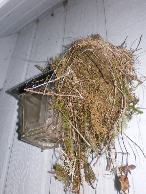 Robin's nest on top of porch light