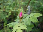Rosa nutkana bud in nursery&nbsp;6-7