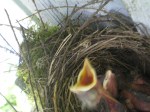 robin-feedme-6-16-10
