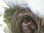 robins6-16-10