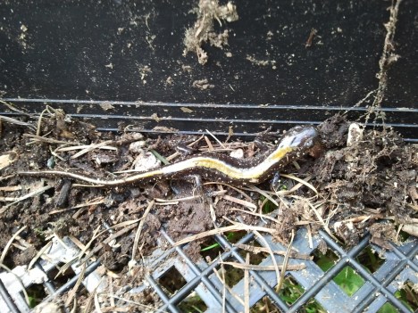 Long-Toed Salamander at Tadpole Haven