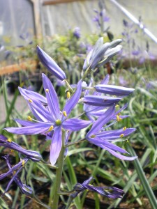 IMGP4357CamassiaLeichtlinii at TH