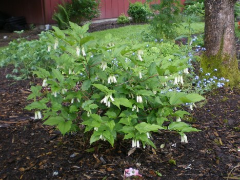 Prosartes smithiiIMGP2294