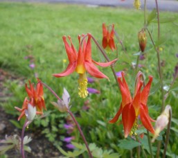 Aquilegia Formosa