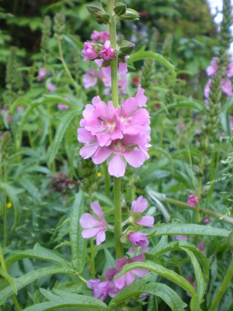 IMGP4427 SIDALCEA HENDERSONII