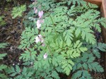 Dicentra formosa3