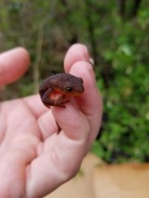 20180402_144312NEWT Erik found in cardboard pile4-18Small
