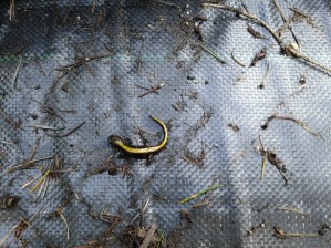 20180417_145607LongToedSalamanderSMALL