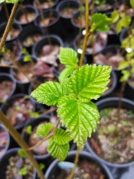 BETULAPAPYRIFERA LEAVES