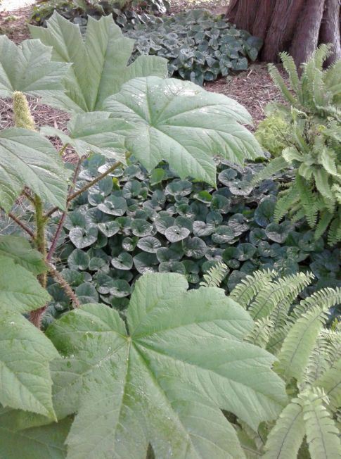 20190515_083026 OPHO small