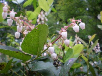 IMGP3499SalalFlowersWBee