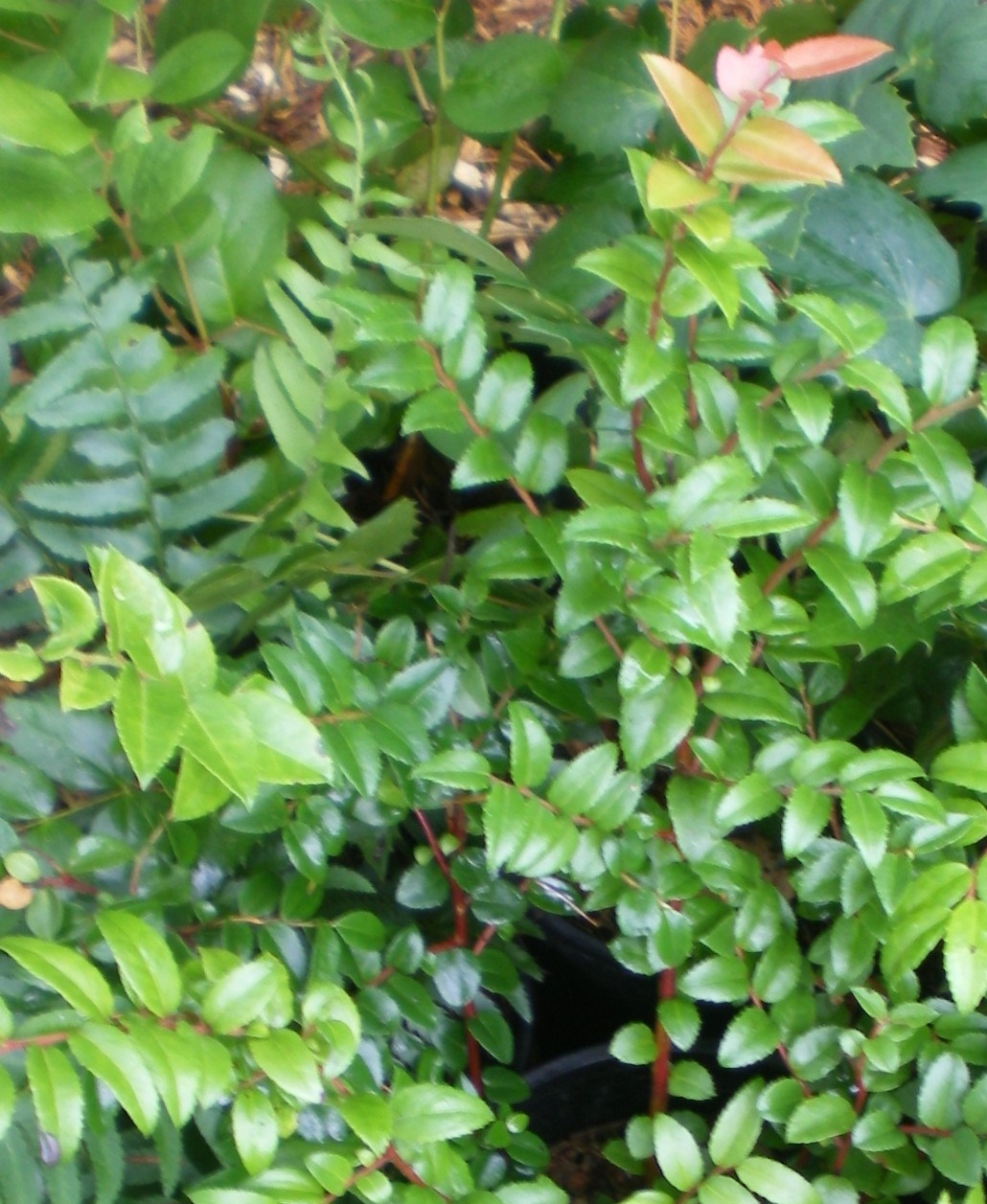 VAOV IMGP4846Evergreens