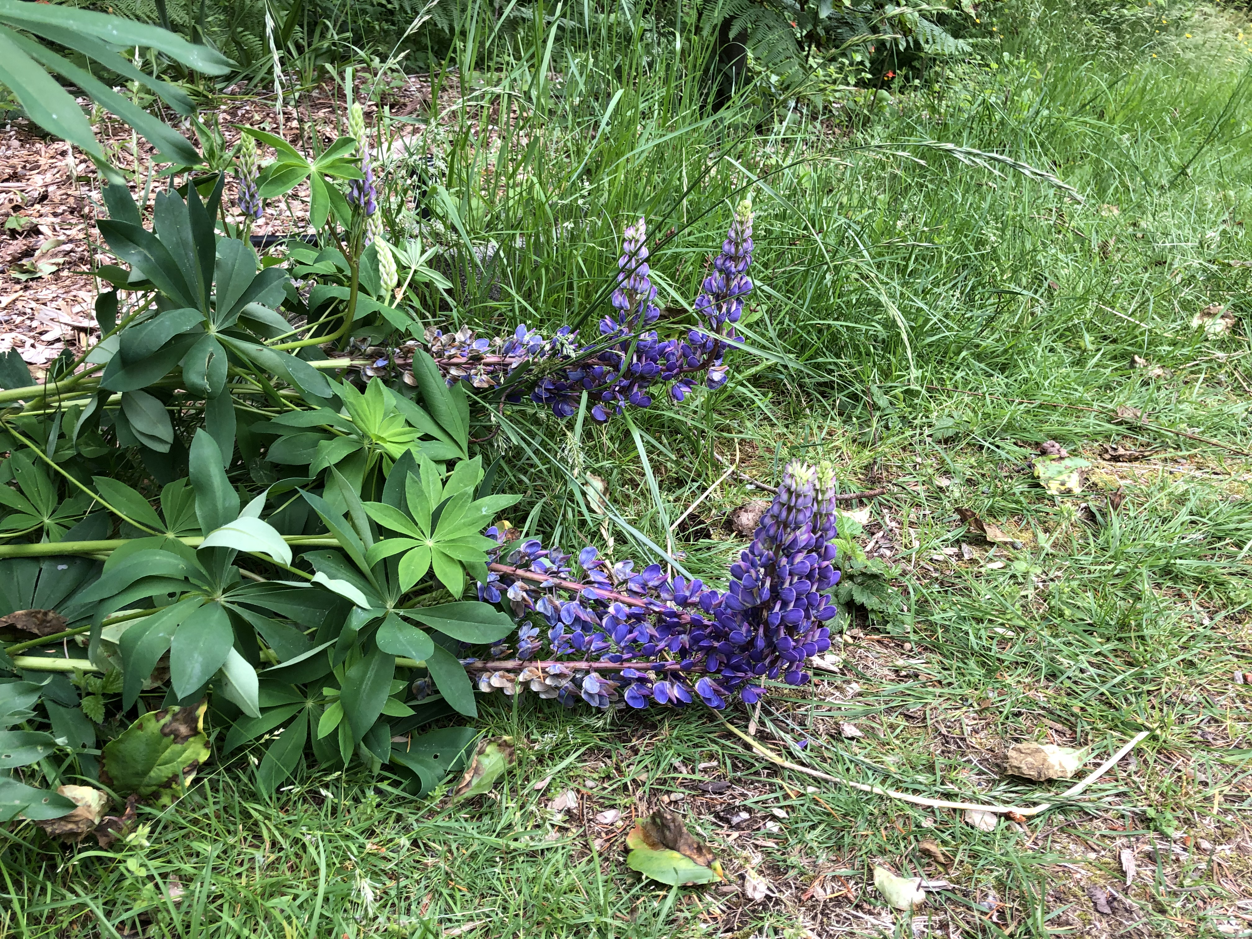 IMG_0285lupin recoupin