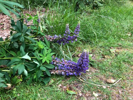 IMG_0285lupin recoupin